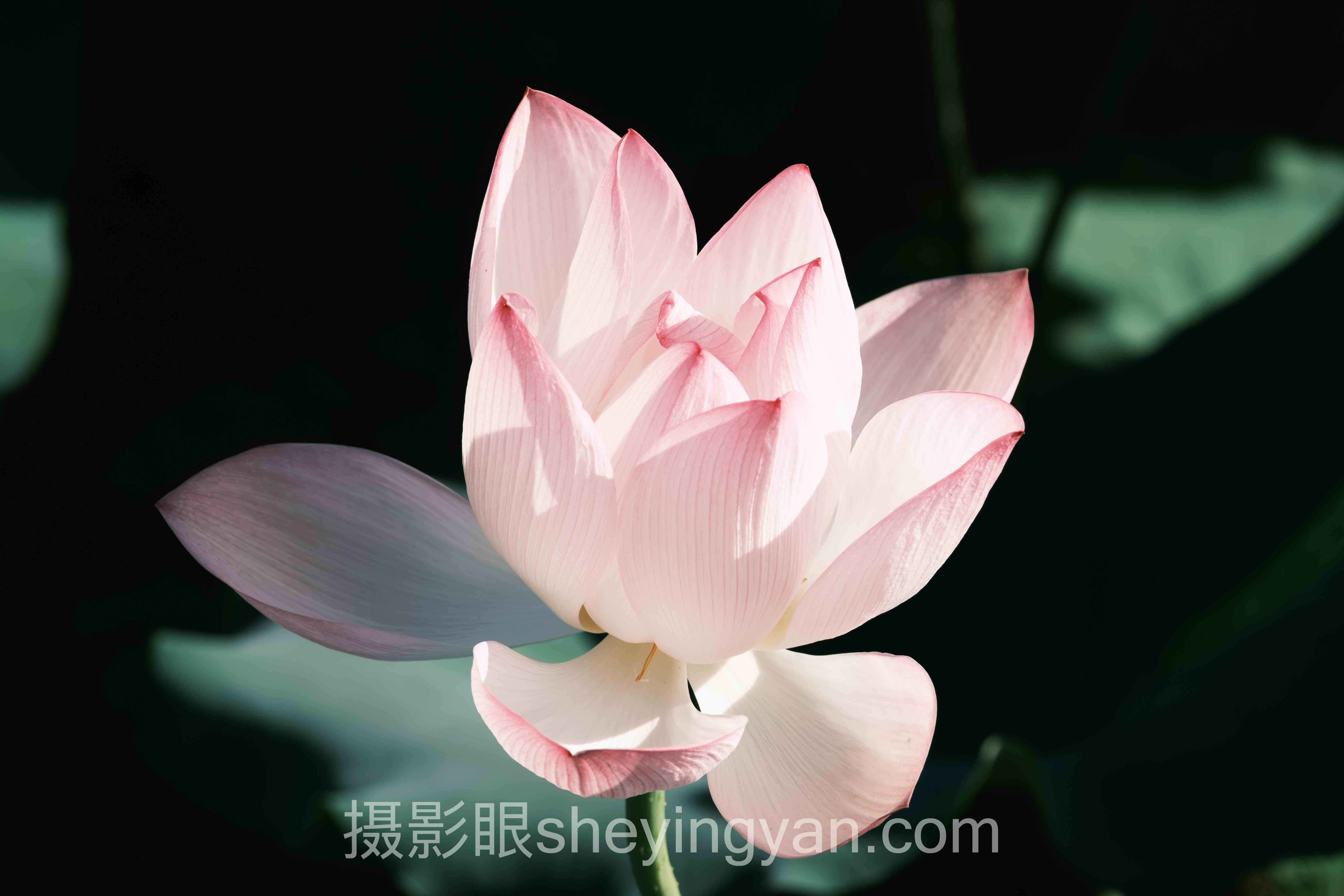 上海摄影审美课程行业数据全景：6组数据揭示真相