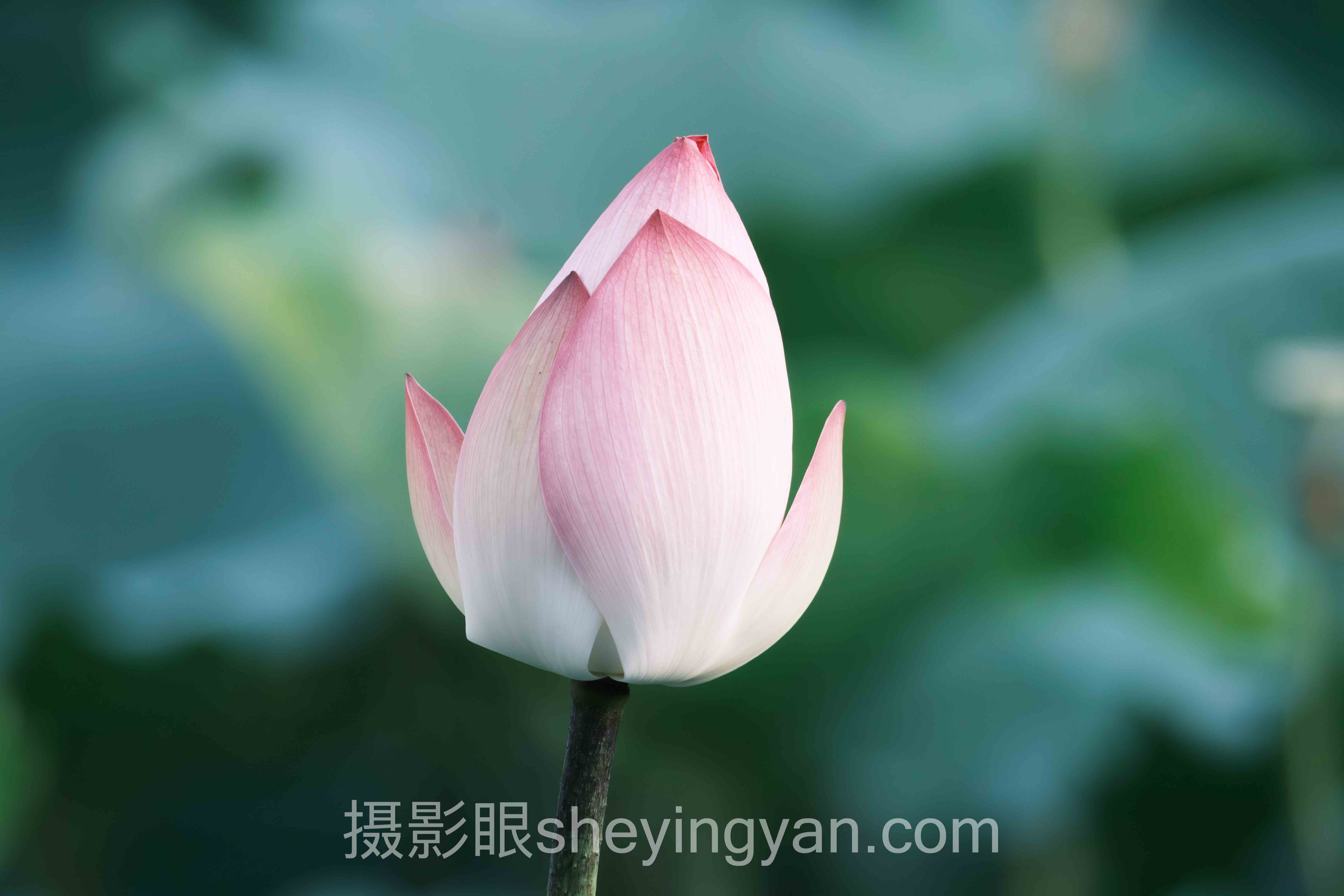 视觉中国签约不通过要等多久？主流方案横向对比：哪个更适合你？