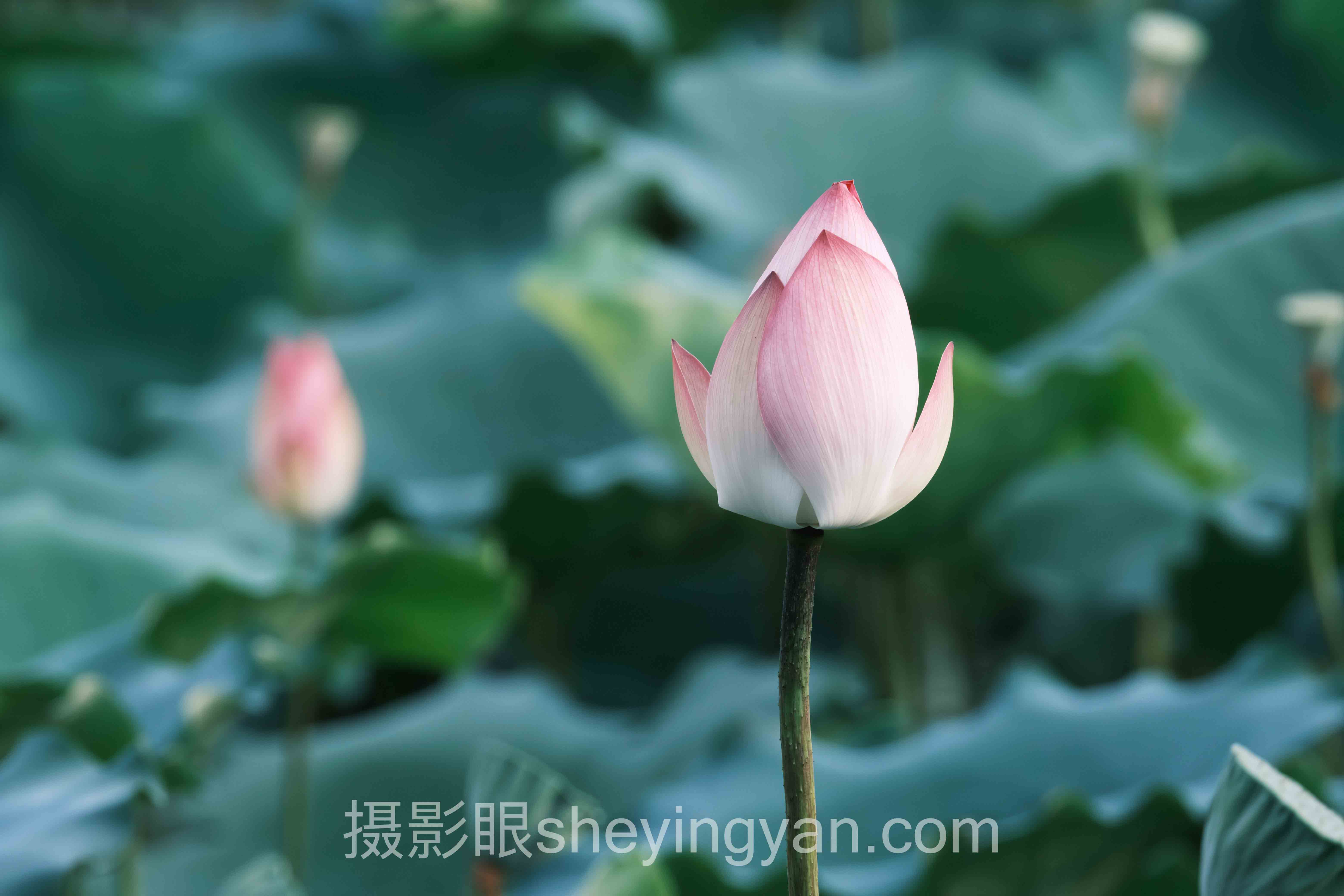 深度解析：光圈快门ISO关系核心问题与答案