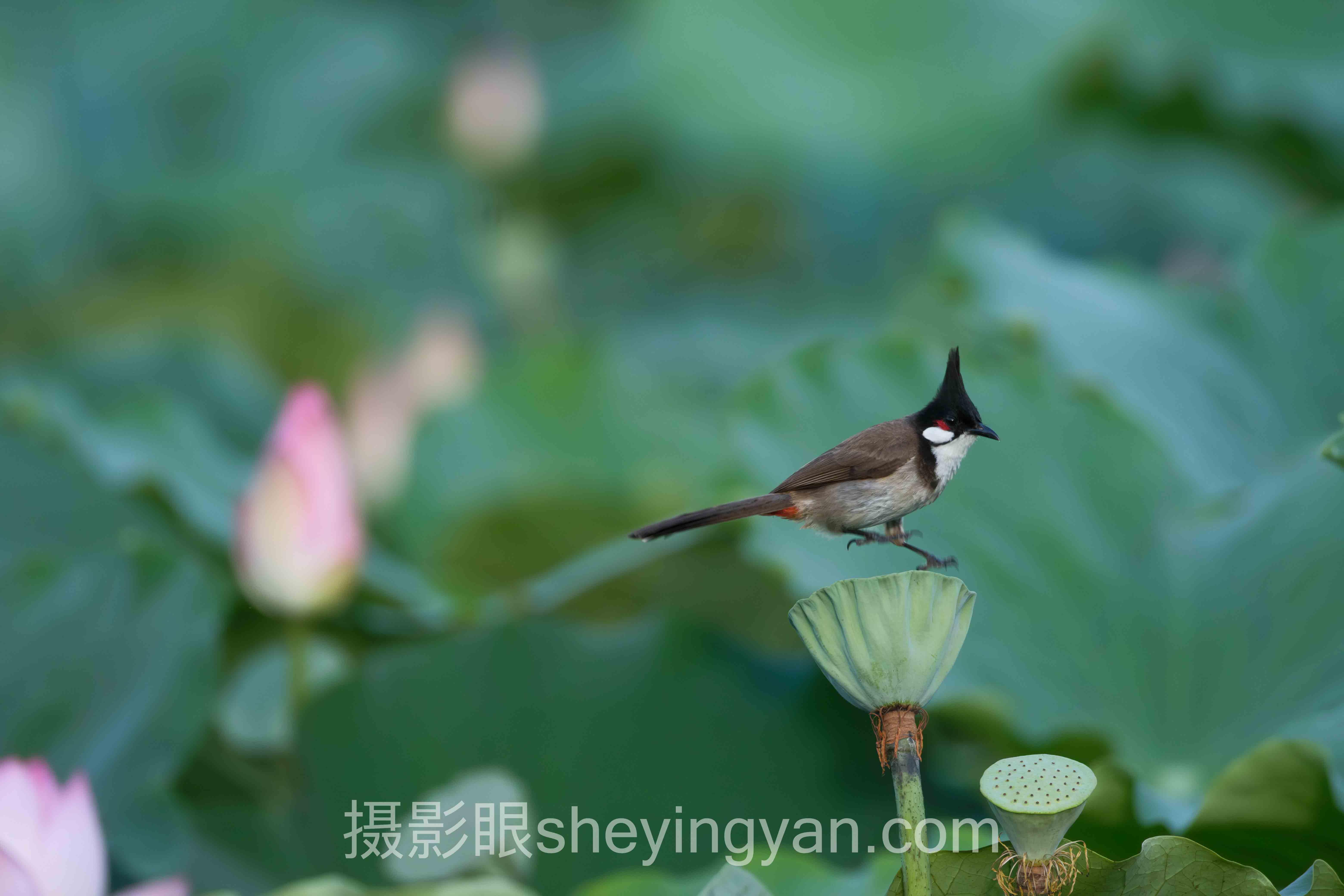摄影眼sheyingyan.com