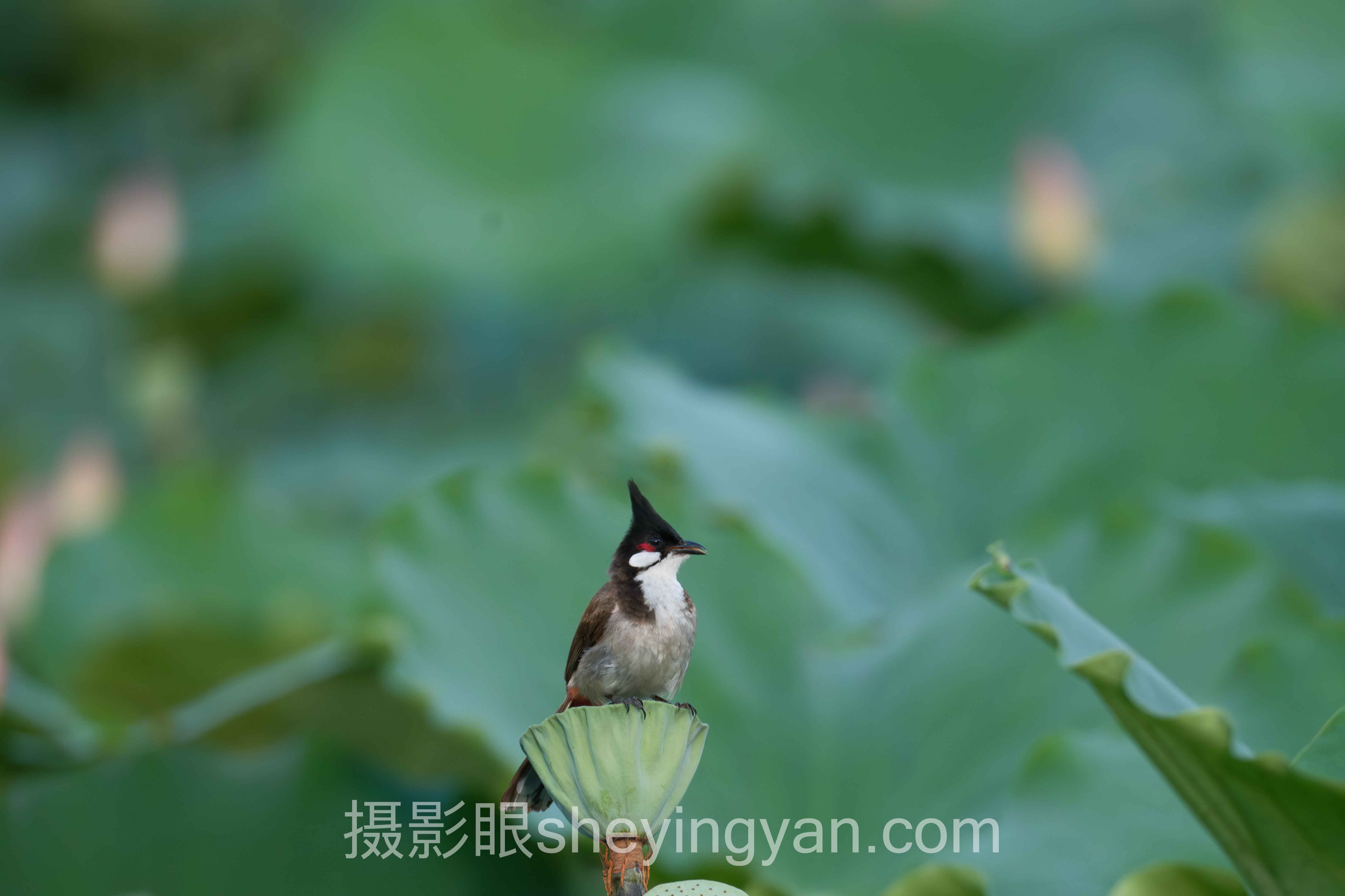 摄影学习价格对比全问答：你想知道的都在这里