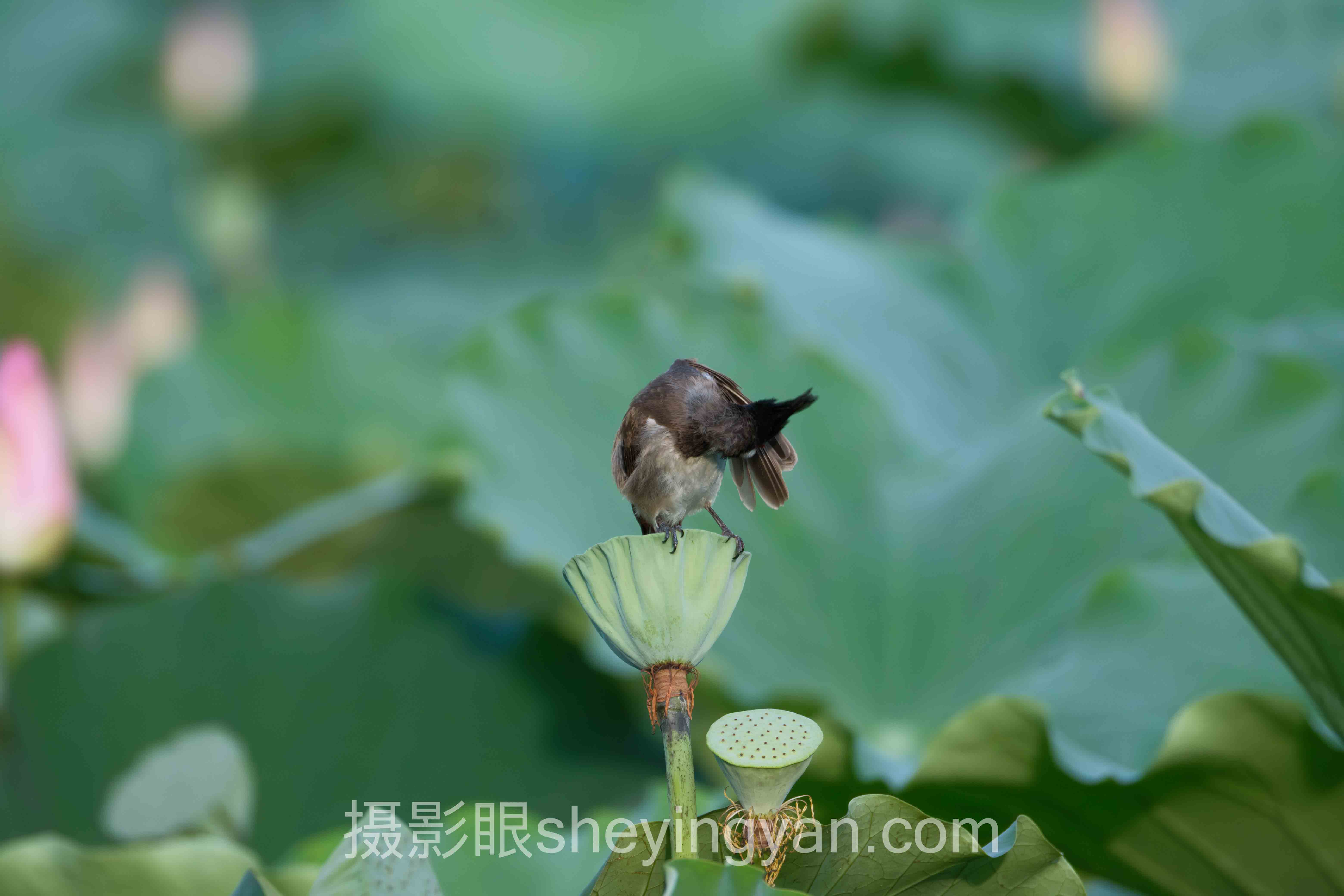 摄影眼永久地址sheyingyan.com