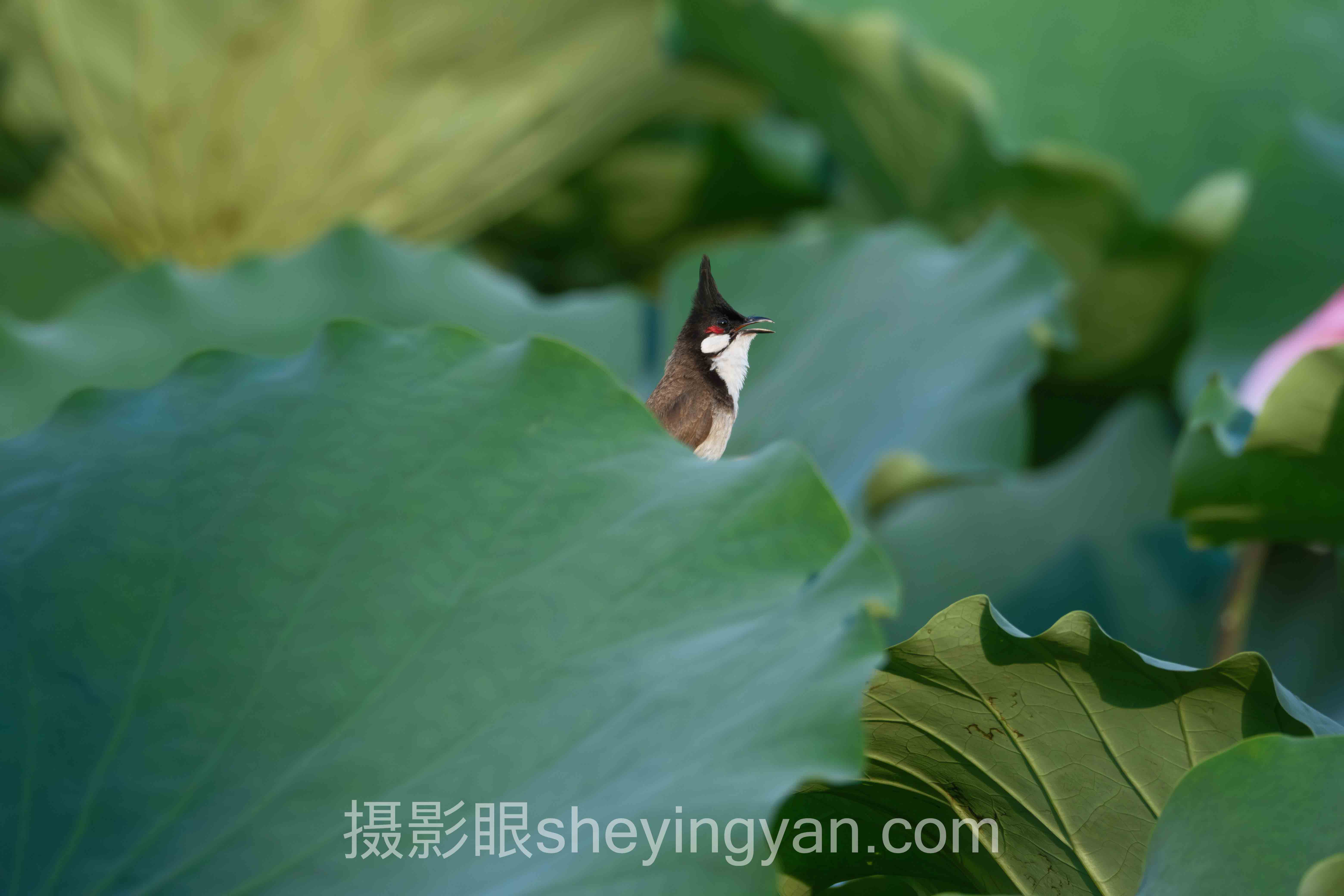 专家深度解读:摄影后期风格有哪些的机遇与挑战