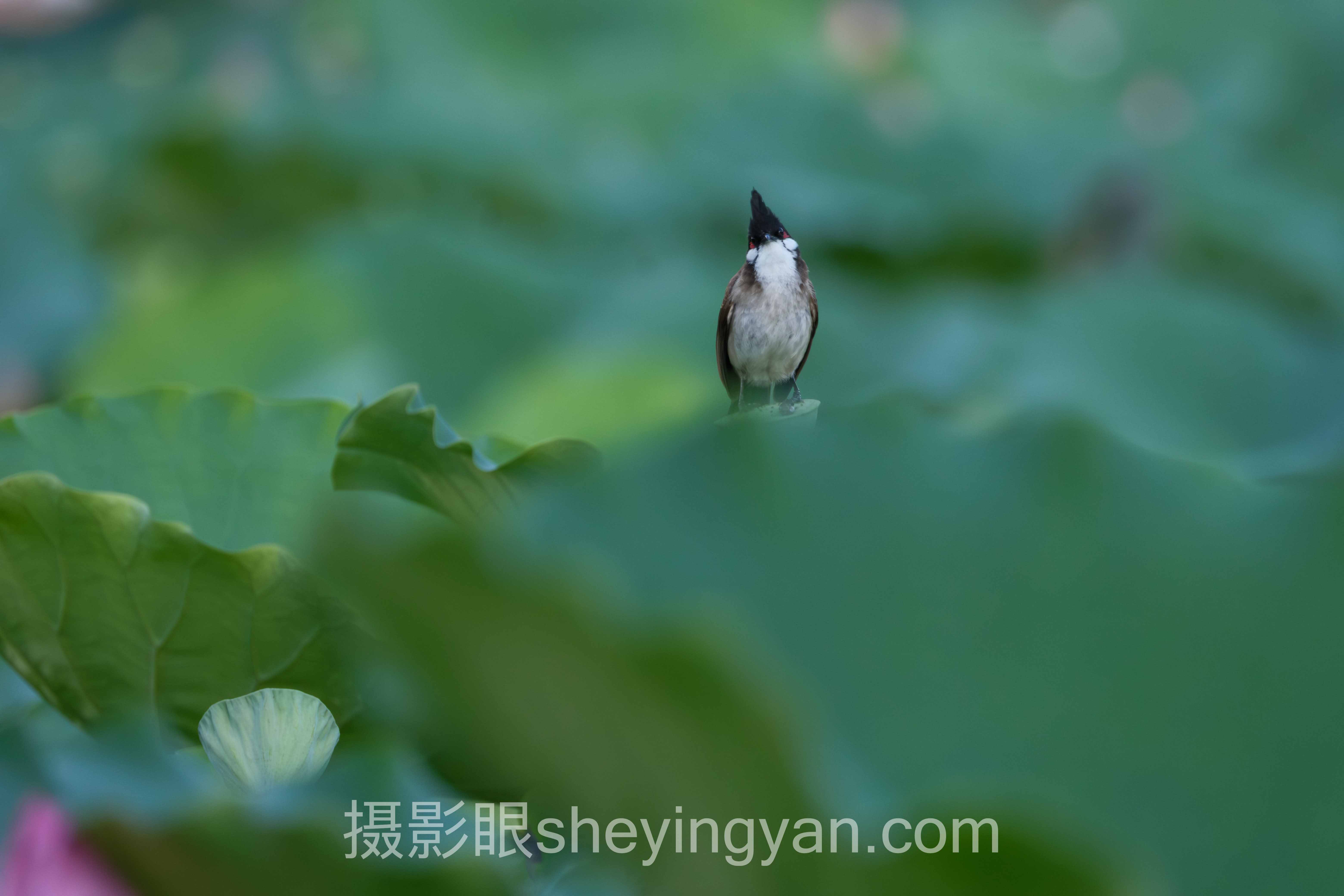 自学摄影学习路线深度分析：现状、挑战与未来趋势