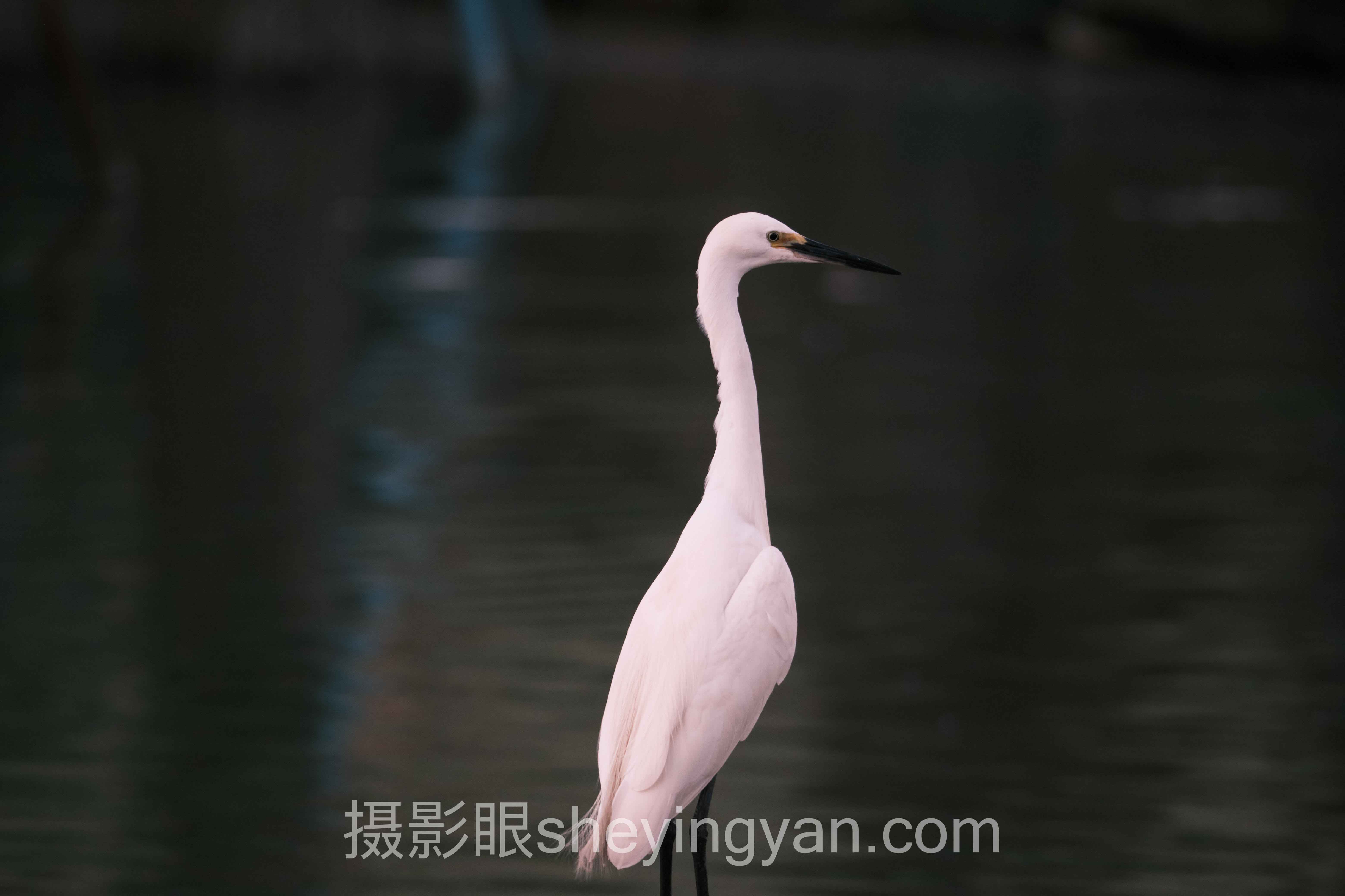自学摄影学习路线深度分析：现状、挑战与未来趋势