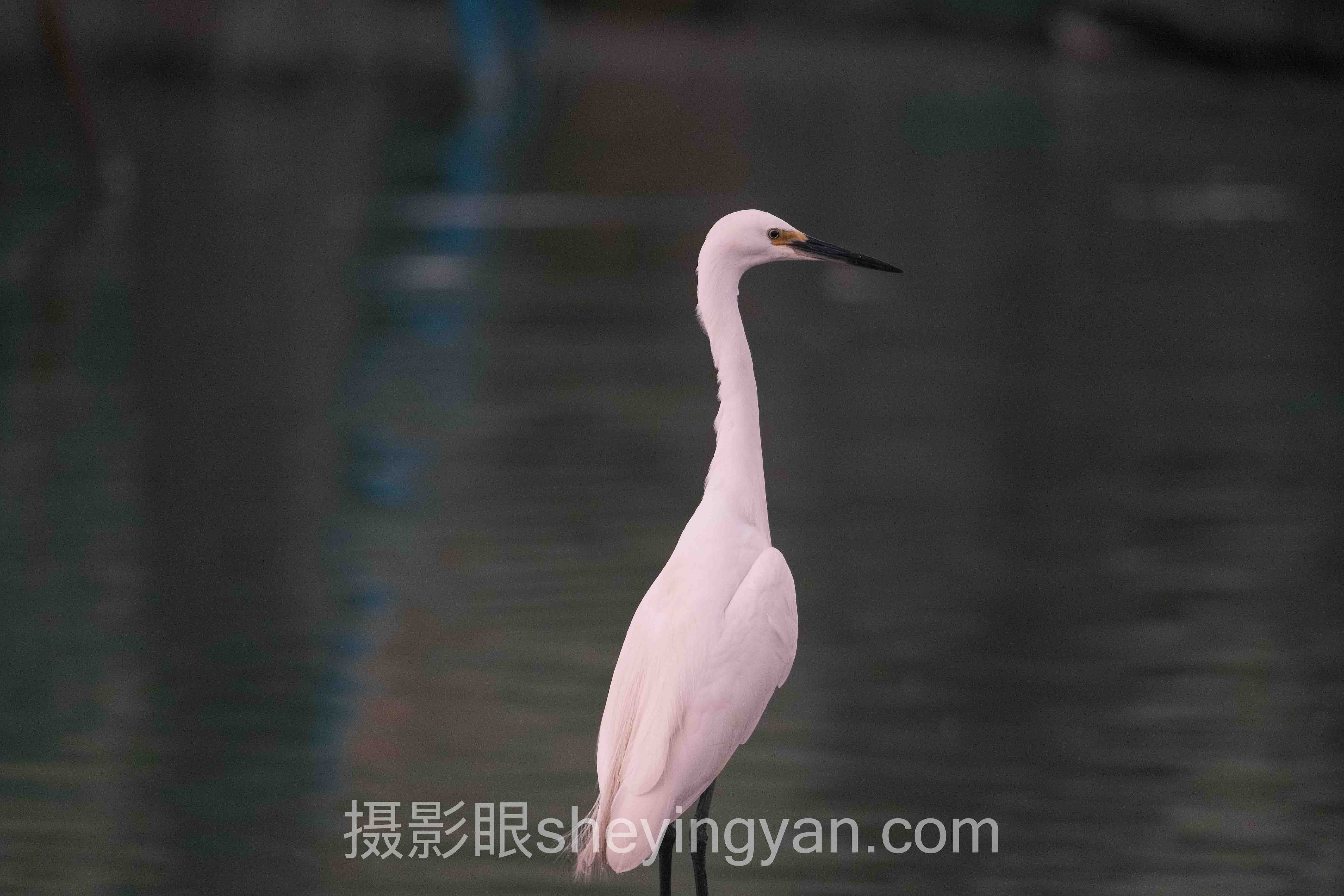 二手相机值得买吗？10大品牌多维度对比不踩坑指南