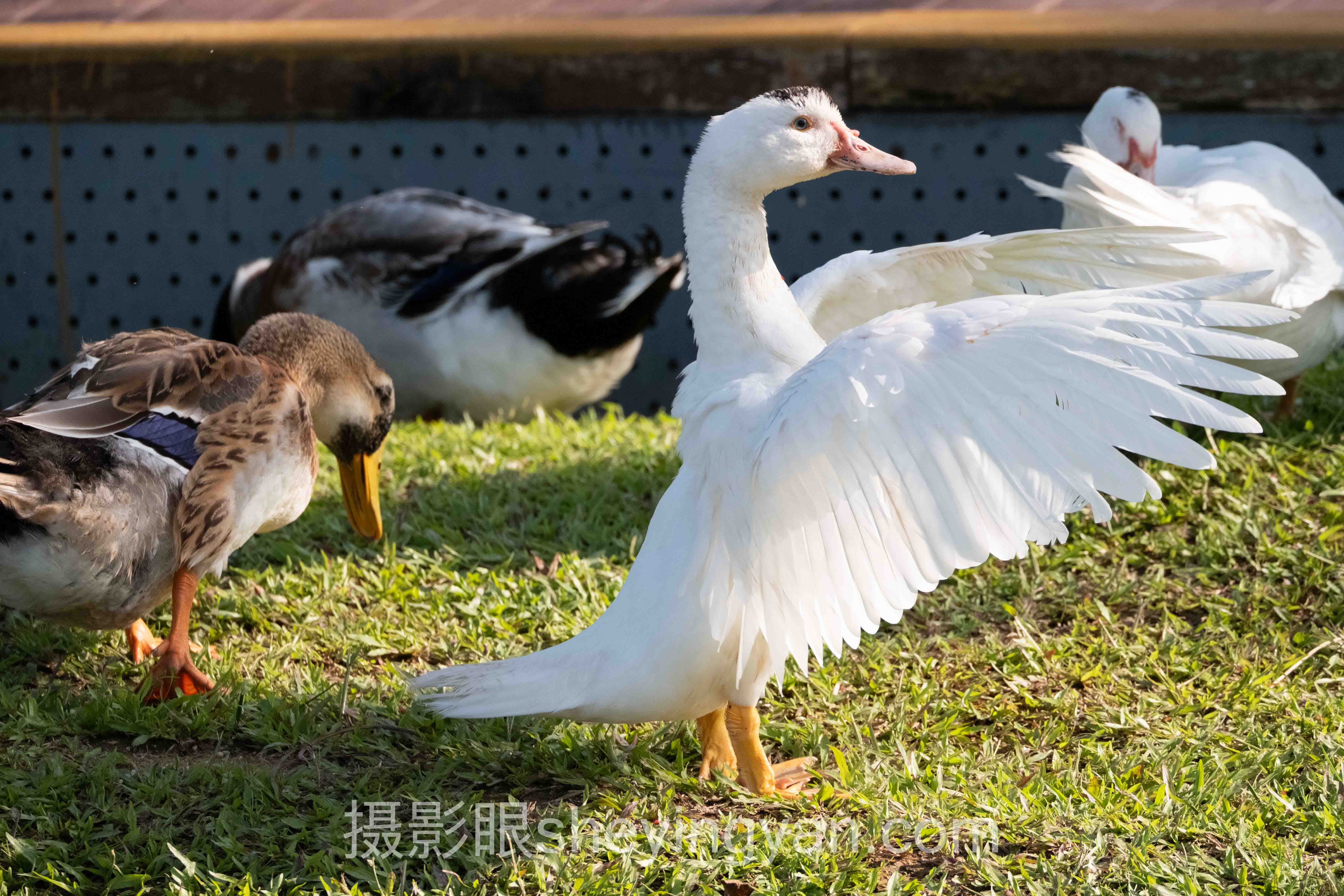 摄影学习网站摄影眼官网十人谈：多位专家的核心观点汇总