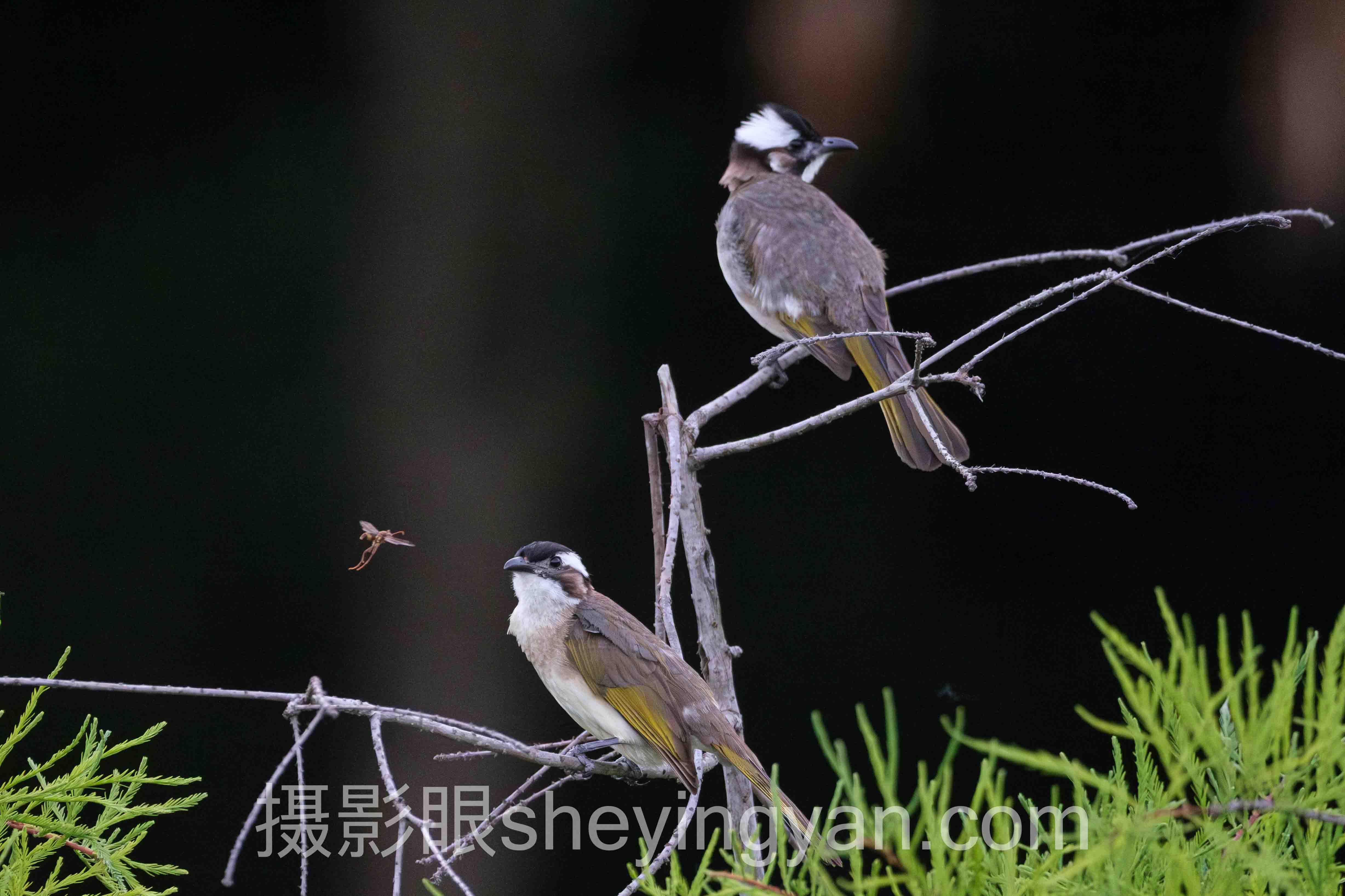 ISO是什么全景解读：问题根源与破局之道