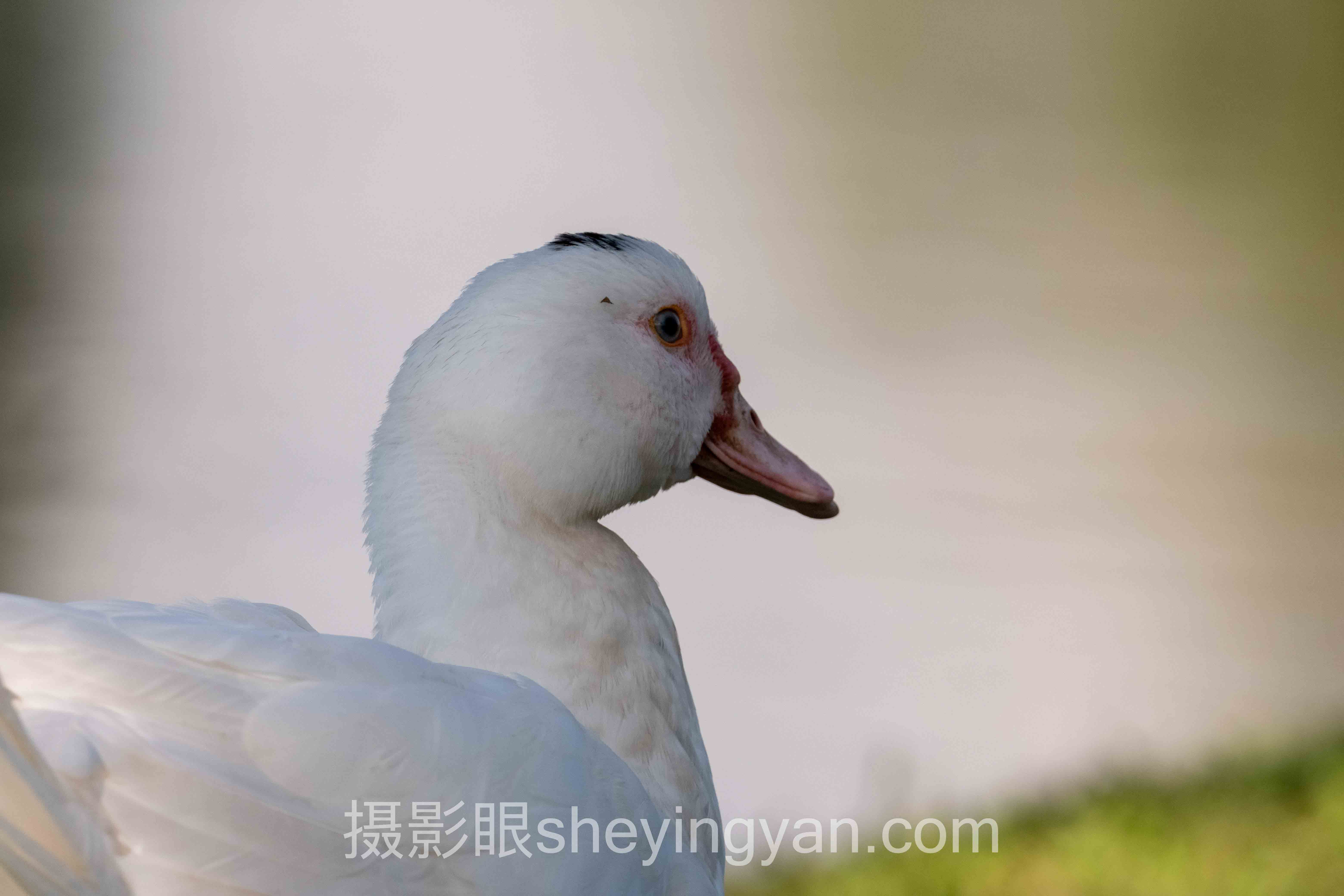 相机品牌与新手适配度全景解读：问题根源与破局之道