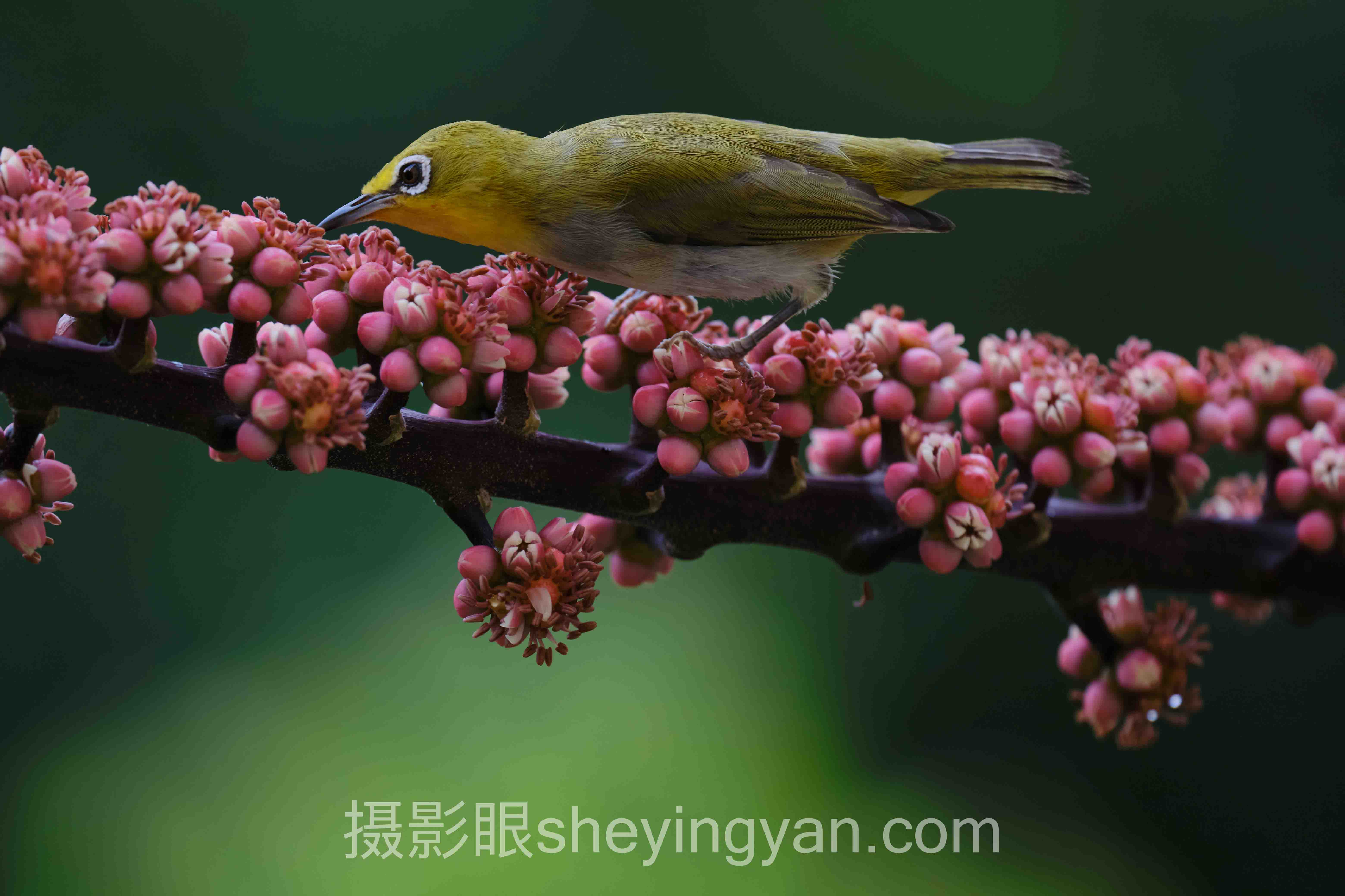 对话行业专家：摄影学习需要多长时间的关键洞察与前瞻